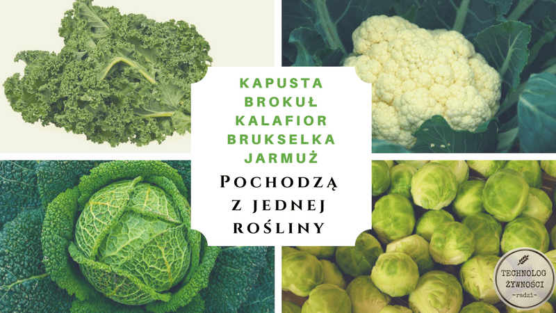 Brassica kalafior brokuł kapusta brukselka