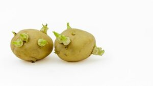 kiełkujące ziemniaki toksyczne zdrowe trujące