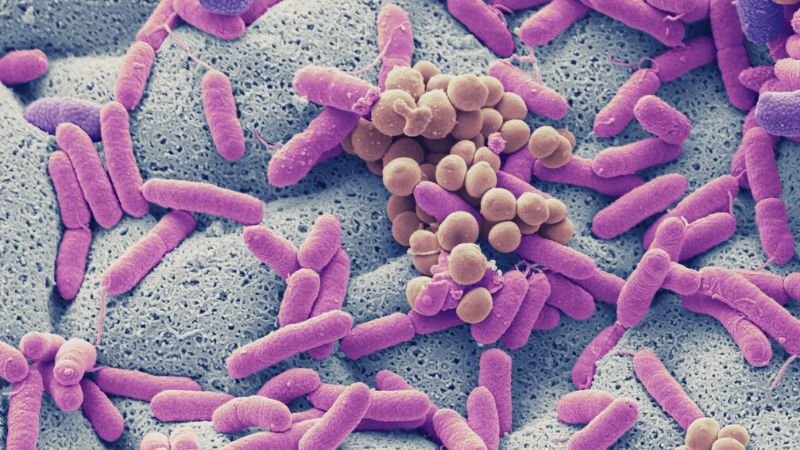 Bakterie i grzyby to nie zawsze Twój wróg – probiotyki i ich rola