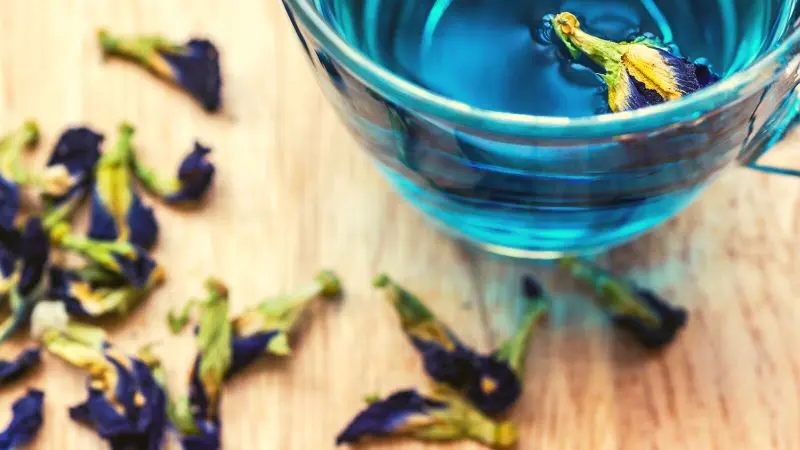 niebieska herbata zdrowie zdrowa pić