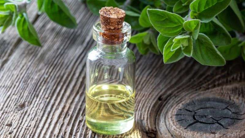 olej z oregano właściwości stosowanie domowy olejek
