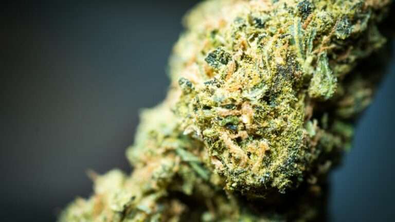 Jak długo THC pozostaje w Twoim organizmie?