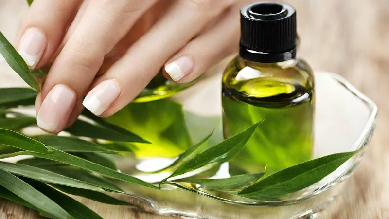 Olejek drzewa herbacianego na grzybicę: badania naukowe