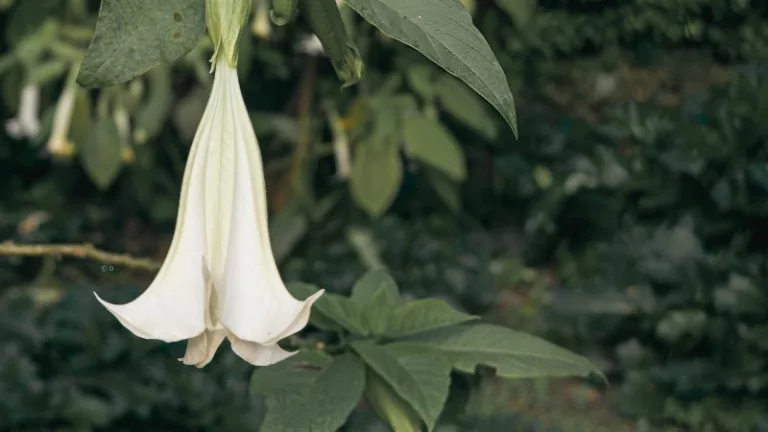 Skopolamina - jak działa i jak się przed nią chronić?