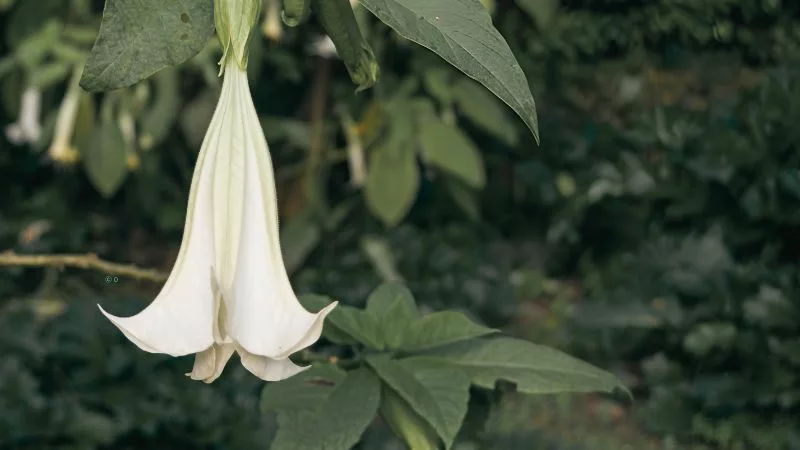 Skopolamina - jak działa i jak się przed nią chronić?