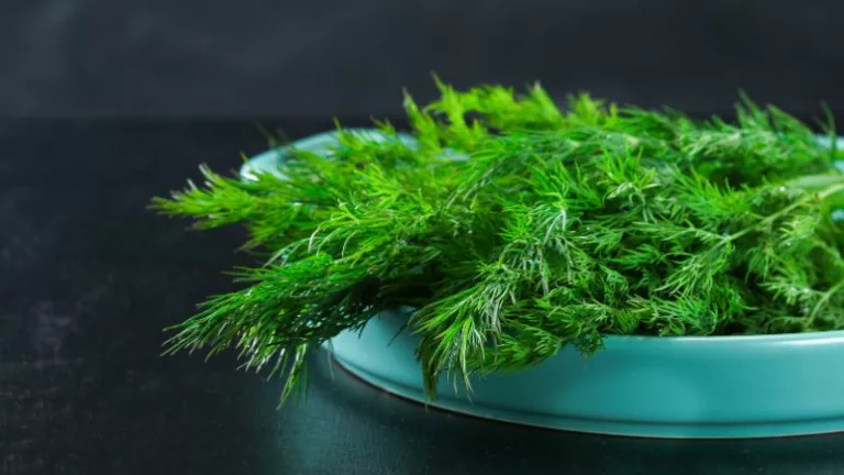 Jak koperek wspiera Twoje zdrowie i dietę