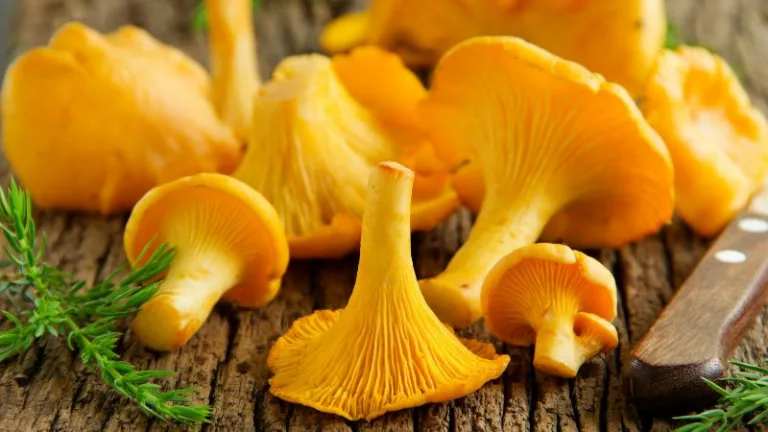 dlaczego kurki mają gorzki smak