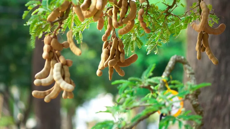 Tamaryndowiec - egzotyczny owoc o wielu zaletach 