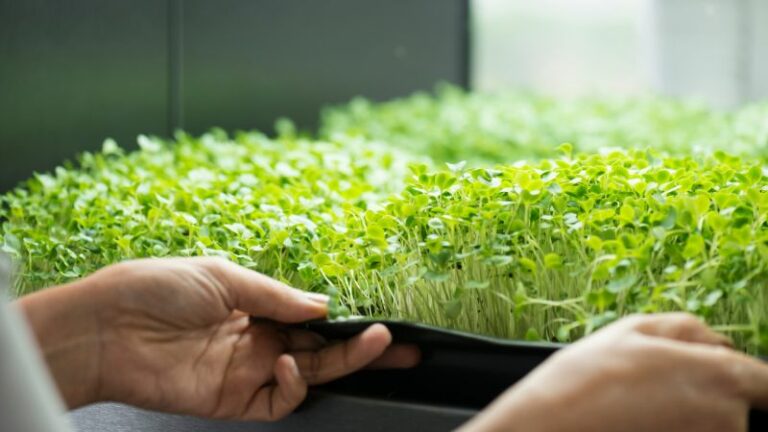 Mikroliście: zbiór wiedzy o małych, lecz potężnych roślinach