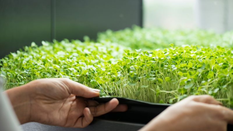 Mikroliście: zbiór wiedzy o małych, lecz potężnych roślinach