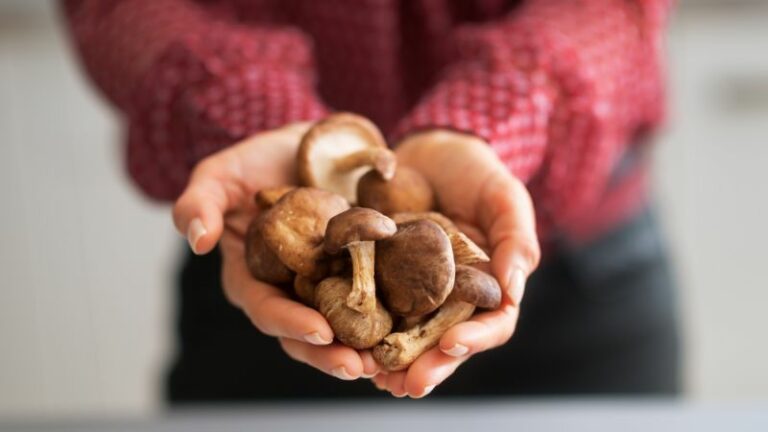 Grzyby Shiitake: korzyści zdrowotne, wartości odżywcze i przeciwwskazania