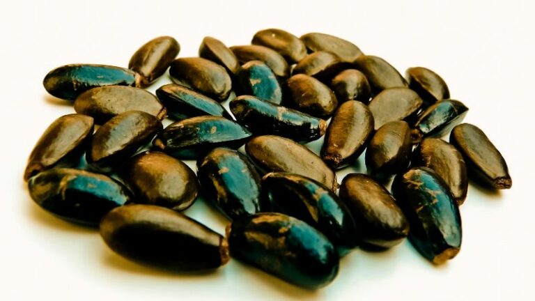 Czy pestki jabłek mogą zaszkodzić? Fakty i mity o cyjanowodorze