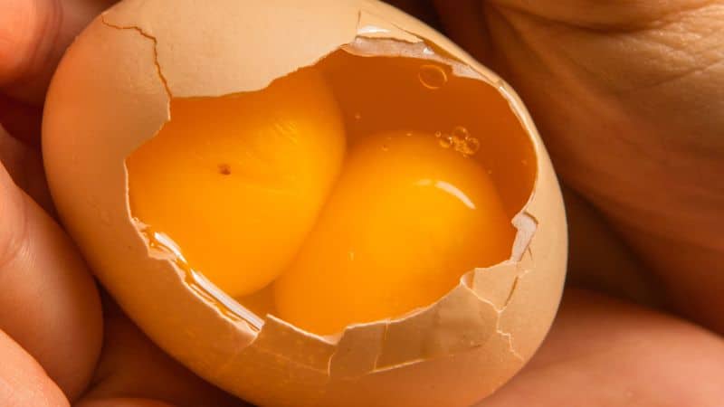 jajka z podwójnym żółtkiem