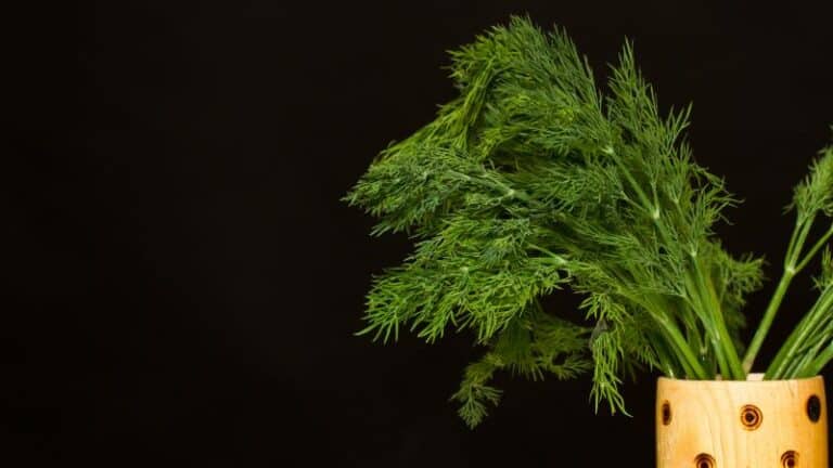 koperek właściwości