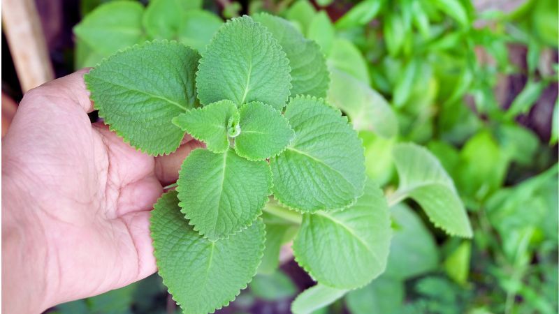 Kubańskie oregano