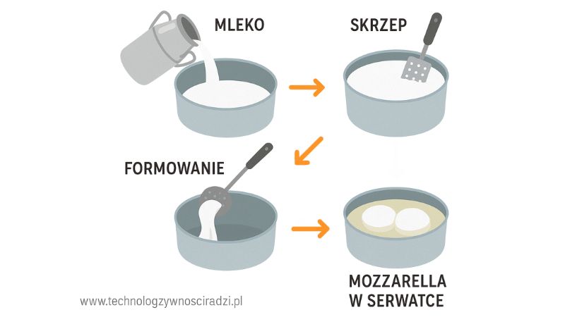 Schemat pokazujący etapy produkcji mozzarelli od mleka  do sera w serwatce