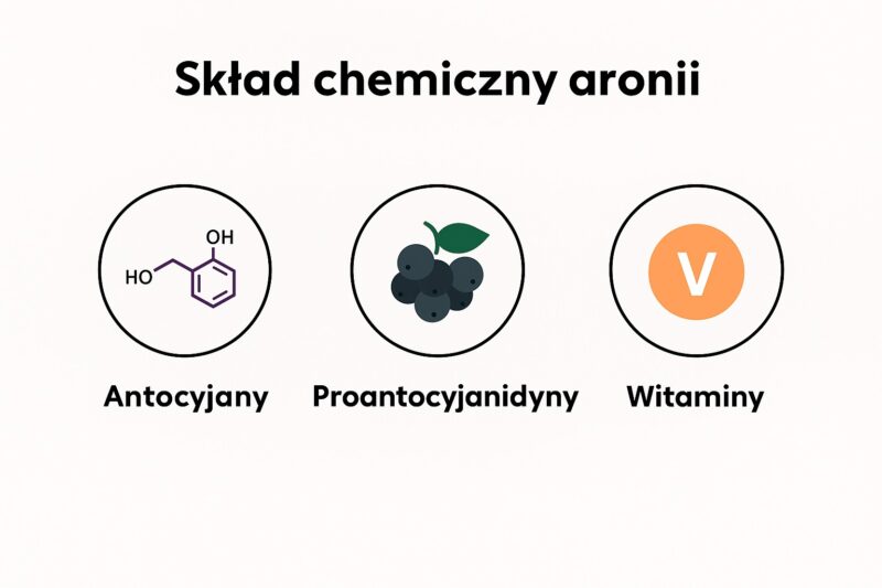 Skład chemiczny aronii - antocyjany, proantocyjanidyny i witaminy