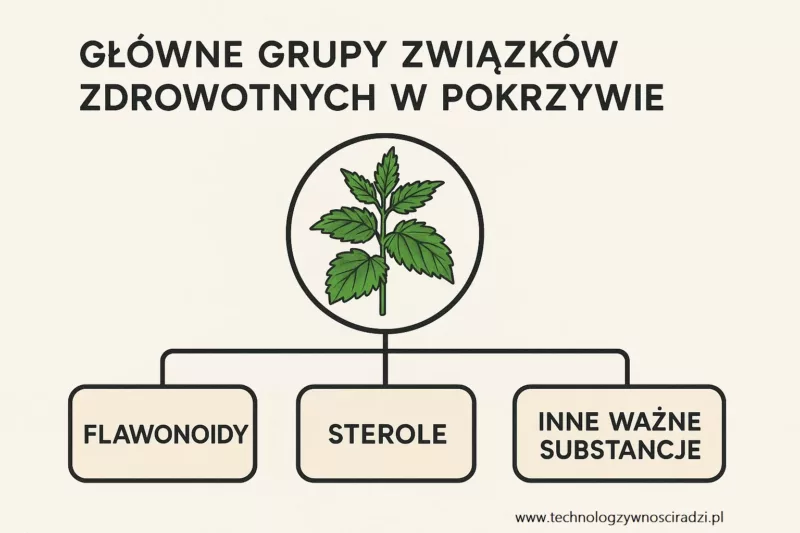 Składniki zdrowotne pokrzywy zwyczajnej flawonoidy sterole związki lecznicze