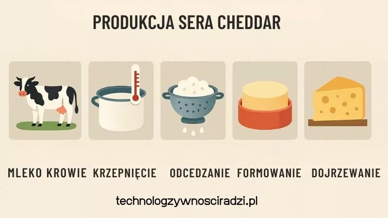 Infografika pokazująca 5 etapów produkcji sera cheddar od mleka krowiego po proces dojrzewania