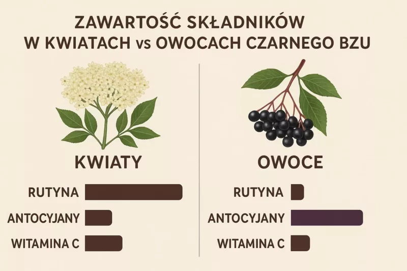Porównanie składu chemicznego kwiatów i owoców czarnego bzu - infografika