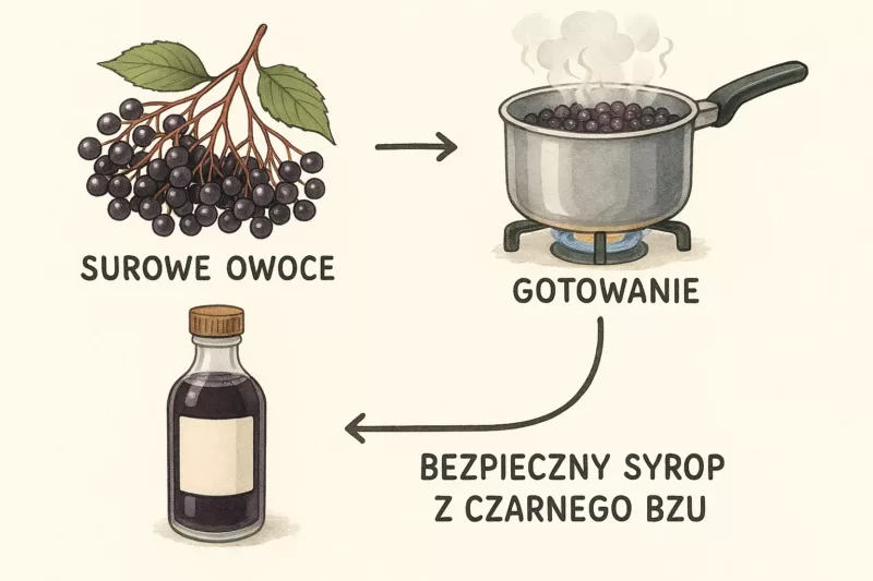 Jak bezpiecznie przygotować czarny bez - ilustracja krok po kroku
