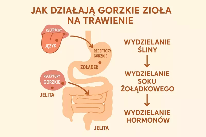 Schemat działania bittersów na układ trawienny człowieka