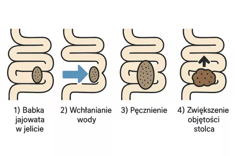 Infografika przedstawiająca mechanizm działania błonnika z babki jajowatej w jelitach