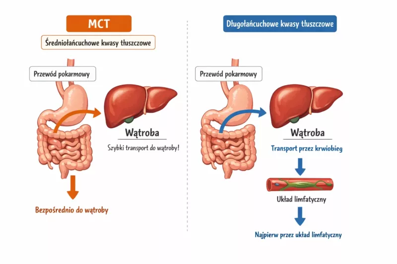 Schemat pokazujący szybką absorpcję kwasów tłuszczowych MCT z kokosa przez organizm