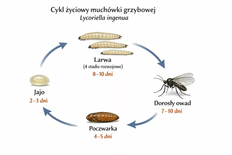 Cykl rozwojowy muchówki grzybowej w grzybach - od jaja do owada dorosłego w 15 do 49 dni